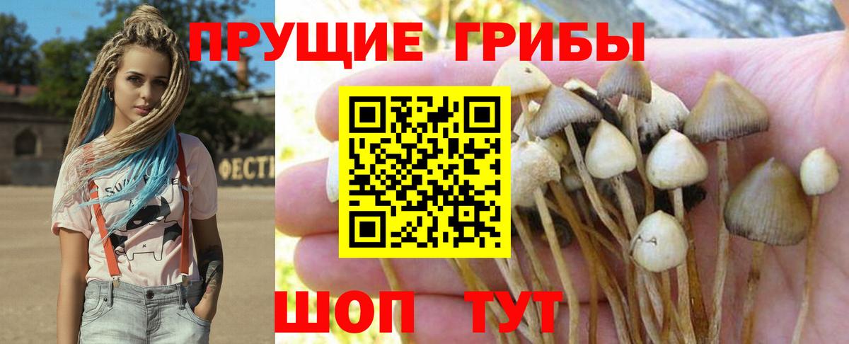 Псилоцибиновые грибы Psilocybe Шелехов